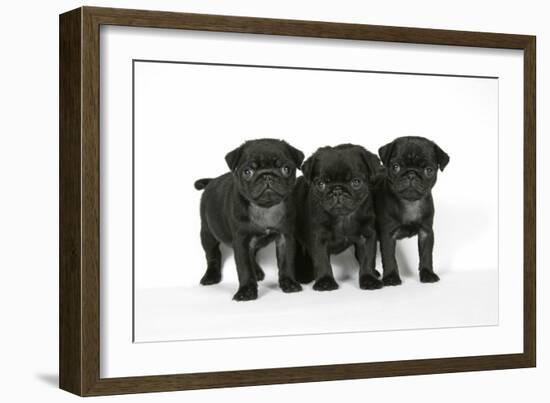 Three Black Pug Puppies (6 Weeks Old)-null-Framed Photographic Print