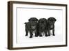 Three Black Pug Puppies (6 Weeks Old)-null-Framed Photographic Print