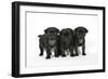 Three Black Pug Puppies (6 Weeks Old)-null-Framed Photographic Print