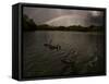 Three Black Swans on a Lake During a Storm in Ibirapuera Park, Sao Paulo, Brazil-Alex Saberi-Framed Stretched Canvas