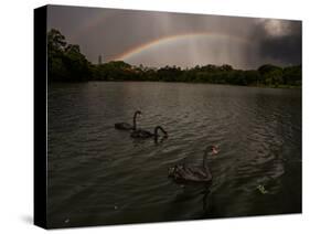 Three Black Swans on a Lake During a Storm in Ibirapuera Park, Sao Paulo, Brazil-Alex Saberi-Stretched Canvas