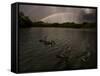 Three Black Swans on a Lake During a Storm in Ibirapuera Park, Sao Paulo, Brazil-Alex Saberi-Framed Stretched Canvas
