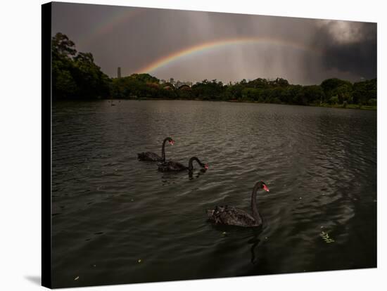 Three Black Swans on a Lake During a Storm in Ibirapuera Park, Sao Paulo, Brazil-Alex Saberi-Stretched Canvas