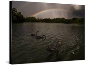 Three Black Swans on a Lake During a Storm in Ibirapuera Park, Sao Paulo, Brazil-Alex Saberi-Stretched Canvas