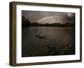 Three Black Swans on a Lake During a Storm in Ibirapuera Park, Sao Paulo, Brazil-Alex Saberi-Framed Photographic Print