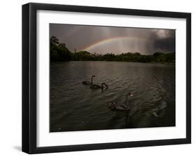 Three Black Swans on a Lake During a Storm in Ibirapuera Park, Sao Paulo, Brazil-Alex Saberi-Framed Photographic Print