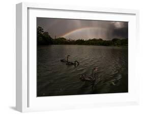 Three Black Swans on a Lake During a Storm in Ibirapuera Park, Sao Paulo, Brazil-Alex Saberi-Framed Photographic Print