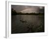 Three Black Swans on a Lake During a Storm in Ibirapuera Park, Sao Paulo, Brazil-Alex Saberi-Framed Photographic Print