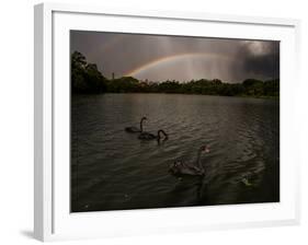 Three Black Swans on a Lake During a Storm in Ibirapuera Park, Sao Paulo, Brazil-Alex Saberi-Framed Photographic Print