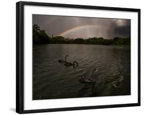 Three Black Swans on a Lake During a Storm in Ibirapuera Park, Sao Paulo, Brazil-Alex Saberi-Framed Photographic Print