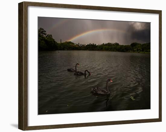 Three Black Swans on a Lake During a Storm in Ibirapuera Park, Sao Paulo, Brazil-Alex Saberi-Framed Photographic Print