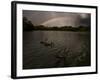 Three Black Swans on a Lake During a Storm in Ibirapuera Park, Sao Paulo, Brazil-Alex Saberi-Framed Photographic Print