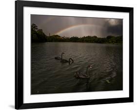 Three Black Swans on a Lake During a Storm in Ibirapuera Park, Sao Paulo, Brazil-Alex Saberi-Framed Photographic Print