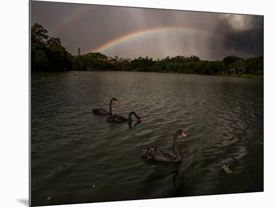 Three Black Swans on a Lake During a Storm in Ibirapuera Park, Sao Paulo, Brazil-Alex Saberi-Mounted Photographic Print