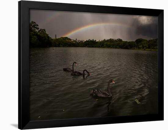 Three Black Swans on a Lake During a Storm in Ibirapuera Park, Sao Paulo, Brazil-Alex Saberi-Framed Photographic Print