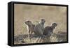 Three Black-Tailed Prairie Dog (Blacktail Prairie Dog) (Cynomys Ludovicianus)-James Hager-Framed Stretched Canvas