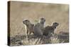 Three Black-Tailed Prairie Dog (Blacktail Prairie Dog) (Cynomys Ludovicianus)-James Hager-Stretched Canvas