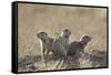 Three Black-Tailed Prairie Dog (Blacktail Prairie Dog) (Cynomys Ludovicianus)-James Hager-Framed Stretched Canvas