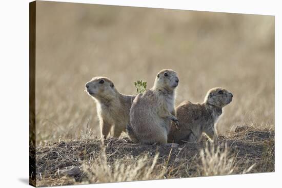 Three Black-Tailed Prairie Dog (Blacktail Prairie Dog) (Cynomys Ludovicianus)-James Hager-Stretched Canvas