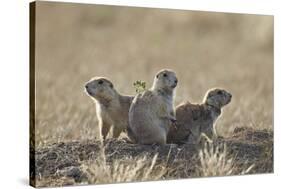 Three Black-Tailed Prairie Dog (Blacktail Prairie Dog) (Cynomys Ludovicianus)-James Hager-Stretched Canvas