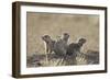 Three Black-Tailed Prairie Dog (Blacktail Prairie Dog) (Cynomys Ludovicianus)-James Hager-Framed Photographic Print