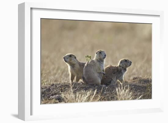 Three Black-Tailed Prairie Dog (Blacktail Prairie Dog) (Cynomys Ludovicianus)-James Hager-Framed Photographic Print