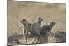 Three Black-Tailed Prairie Dog (Blacktail Prairie Dog) (Cynomys Ludovicianus)-James Hager-Mounted Photographic Print