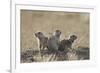 Three Black-Tailed Prairie Dog (Blacktail Prairie Dog) (Cynomys Ludovicianus)-James Hager-Framed Photographic Print