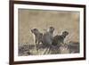 Three Black-Tailed Prairie Dog (Blacktail Prairie Dog) (Cynomys Ludovicianus)-James Hager-Framed Photographic Print