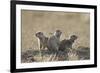 Three Black-Tailed Prairie Dog (Blacktail Prairie Dog) (Cynomys Ludovicianus)-James Hager-Framed Photographic Print