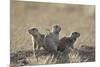 Three Black-Tailed Prairie Dog (Blacktail Prairie Dog) (Cynomys Ludovicianus)-James Hager-Mounted Photographic Print