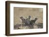 Three Black-Tailed Prairie Dog (Blacktail Prairie Dog) (Cynomys Ludovicianus)-James Hager-Framed Photographic Print