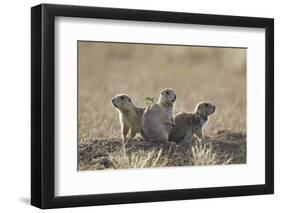 Three Black-Tailed Prairie Dog (Blacktail Prairie Dog) (Cynomys Ludovicianus)-James Hager-Framed Photographic Print