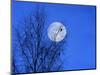Three Blackbirds on Birch, Full Moon Evening-Ludwig Mallaun-Mounted Photographic Print