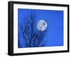 Three Blackbirds on Birch, Full Moon Evening-Ludwig Mallaun-Framed Photographic Print