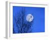 Three Blackbirds on Birch, Full Moon Evening-Ludwig Mallaun-Framed Photographic Print