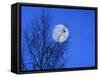 Three Blackbirds on Birch, Full Moon Evening-Ludwig Mallaun-Framed Stretched Canvas