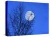 Three Blackbirds on Birch, Full Moon Evening-Ludwig Mallaun-Stretched Canvas