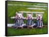 Three Blind Mice-Lucia Heffernan-Framed Stretched Canvas