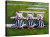 Three Blind Mice-Lucia Heffernan-Stretched Canvas