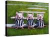 Three Blind Mice-Lucia Heffernan-Stretched Canvas