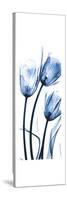 Three Blue Tulips-Albert Koetsier-Stretched Canvas
