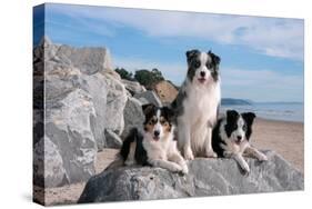 Three Border Collies on Boulder at Beach-Zandria Muench Beraldo-Stretched Canvas