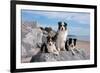 Three Border Collies on Boulder at Beach-Zandria Muench Beraldo-Framed Photographic Print