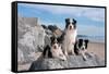 Three Border Collies on Boulder at Beach-Zandria Muench Beraldo-Framed Stretched Canvas
