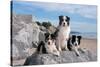 Three Border Collies on Boulder at Beach-Zandria Muench Beraldo-Stretched Canvas