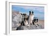 Three Border Collies on Boulder at Beach-Zandria Muench Beraldo-Framed Photographic Print