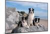 Three Border Collies on Boulder at Beach-Zandria Muench Beraldo-Mounted Photographic Print