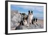 Three Border Collies on Boulder at Beach-Zandria Muench Beraldo-Framed Photographic Print