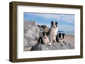 Three Border Collies on Boulder at Beach-Zandria Muench Beraldo-Framed Photographic Print